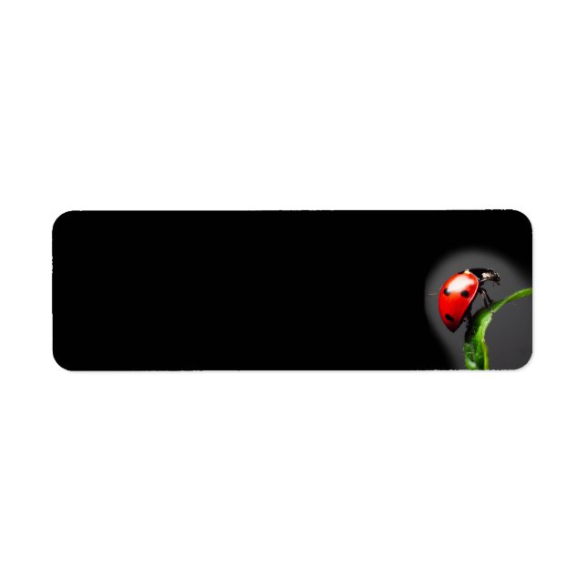 Ladybug (Front)