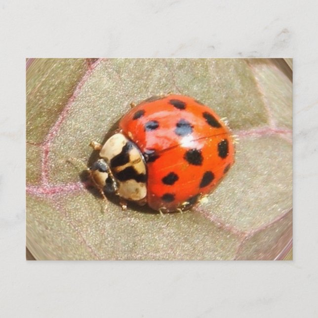 Ladybug 226 ~ postcard (Front)