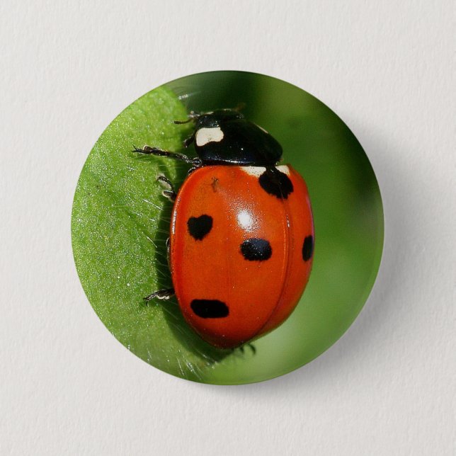 Ladybug 6 Cm Round Badge (Front)