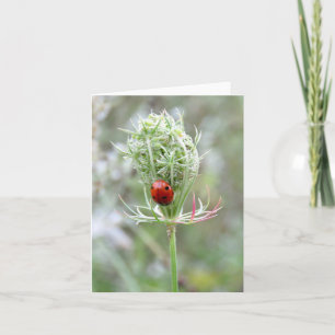 Ladybug and Wildflower - Blank Greeting Card