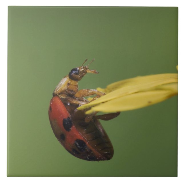 Ladybug Beetle, Coccinellidae, adult on flower, Tile (Front)