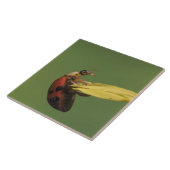 Ladybug Beetle, Coccinellidae, adult on flower, Tile (Side)