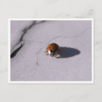 Ladybug Beetle Macro Wildlife Photography