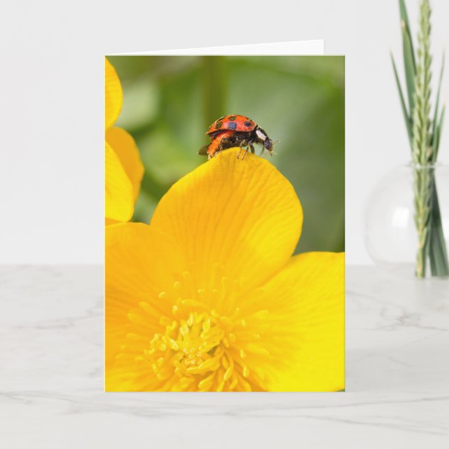 Ladybug Blank Greeting Card (Front)