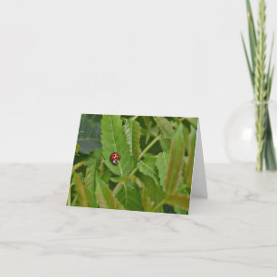 Ladybug blank notecard. thank you card