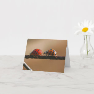 Ladybug Buddies Nature Photography Note Card