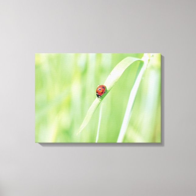 Ladybug Canvas Print (Front)