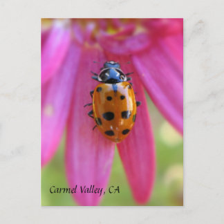 Ladybug Carmel Valley, CA Postcard
