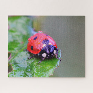 Ladybug Close-Up, Jigsaw Puzzle