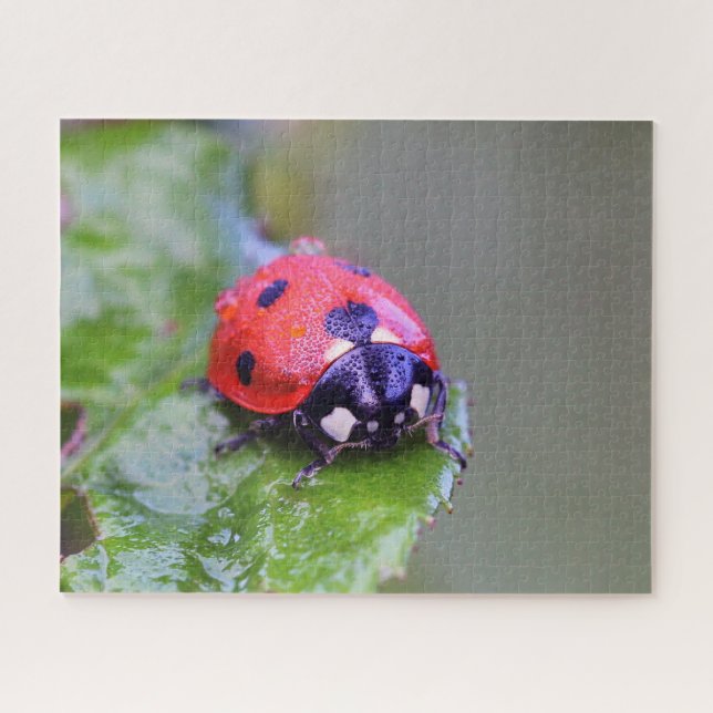 Ladybug Close-Up, Jigsaw Puzzle (Horizontal)