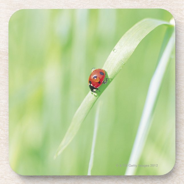 Ladybug Coaster (Front)
