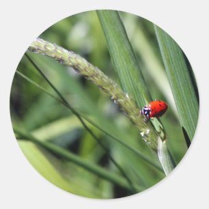 Ladybug (Coccinellidae) Classic Round Sticker