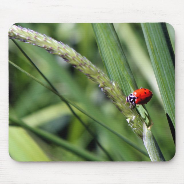 Ladybug (Coccinellidae) Mouse Mat (Front)
