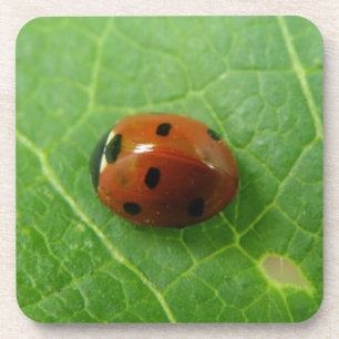 Ladybug Cork Coaster