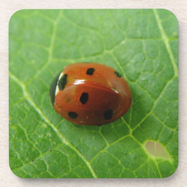Ladybug Cork Coaster (Front)