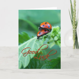 Ladybug Couple - Good luck Card