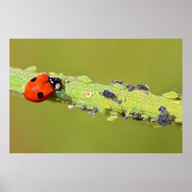 Ladybug eating aphids poster (Front)