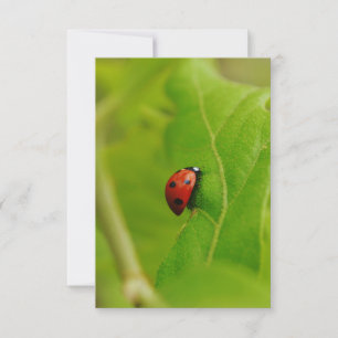 Ladybug Flat Birthday Card