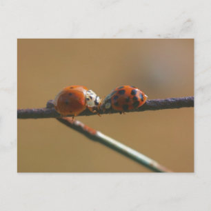 Ladybug Friends Nature Photography Postcard
