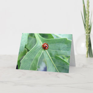 Ladybug  - Greeting Card