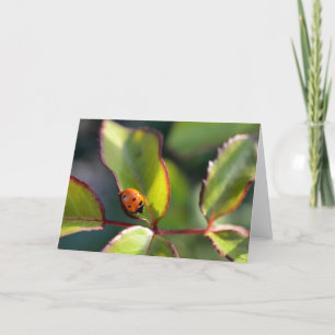Ladybug greeting card, blank card