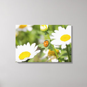 Ladybug in a Daisy Garden Canvas Print