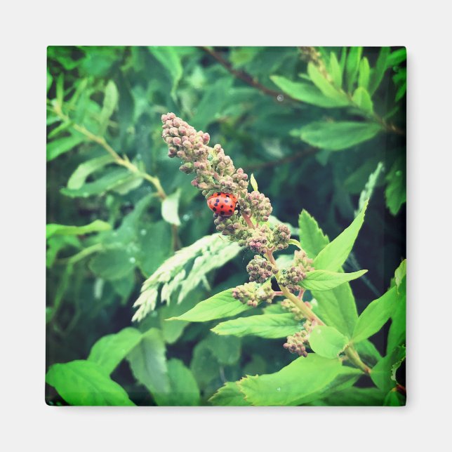 Ladybug in Spring Magnet (Front)