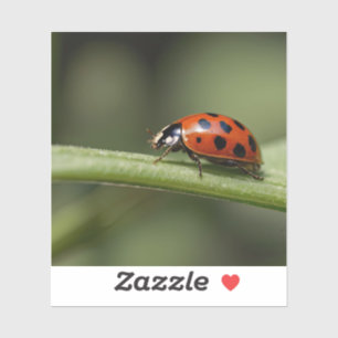 Ladybug Insect