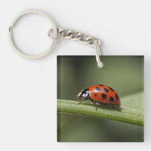 Ladybug Insect Key Ring