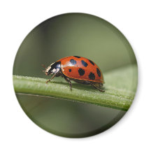 Ladybug Insect