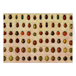 Ladybug Ladybird Beetle Insect Bug