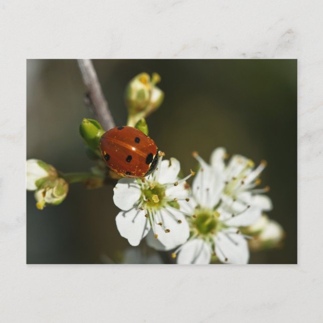 Ladybug - Ladybird Postcard - Ladybug On Hawthorn (Front)