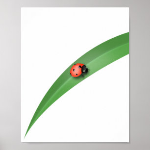 Ladybug Leaf Poster