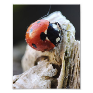 Ladybug life in the garden photo print