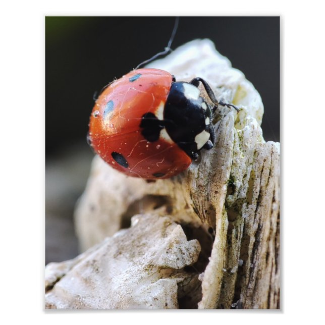 Ladybug life in the garden photo print (Front)