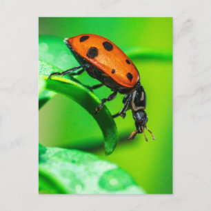 Ladybug Macro Nature Postcard Vibrant Garden Bug