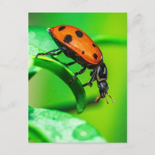 Ladybug Macro Nature Postcard | Vibrant Garden Bug (Front)