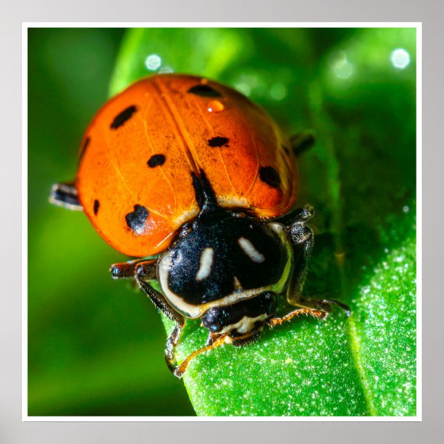 Ladybug Macro Wall Art | Vibrant Nature Photograph (Front)