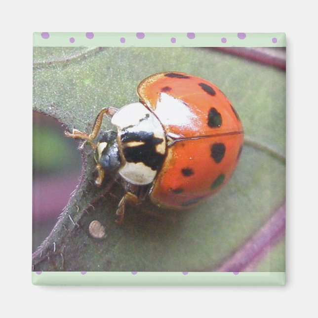 Ladybug Magnet (Front)
