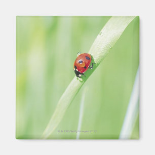 Ladybug Magnet