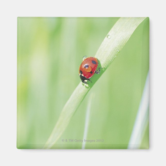 Ladybug Magnet (Front)