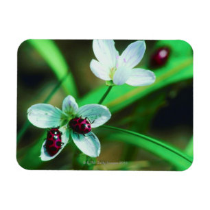 Ladybug Magnet
