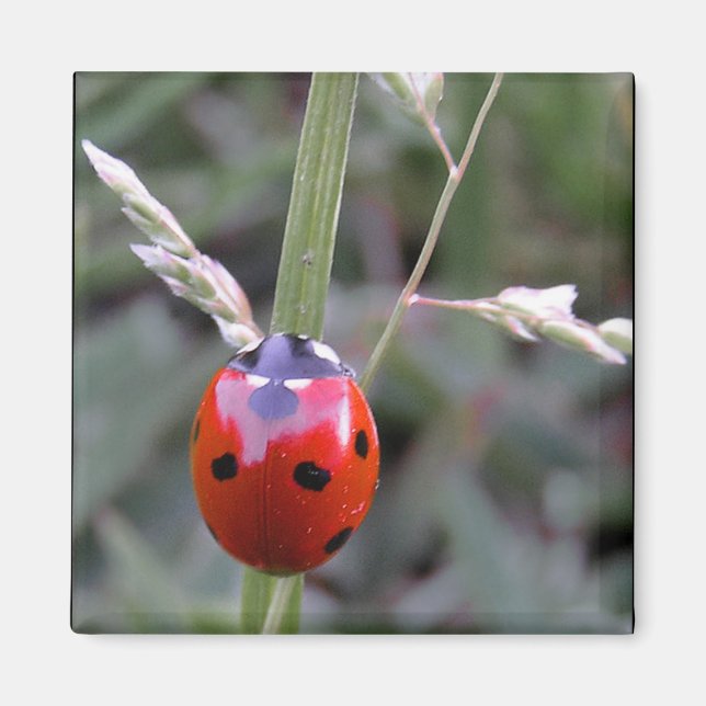 Ladybug Magnet (Front)