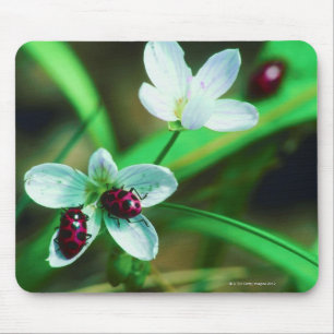 Ladybug Mouse Mat