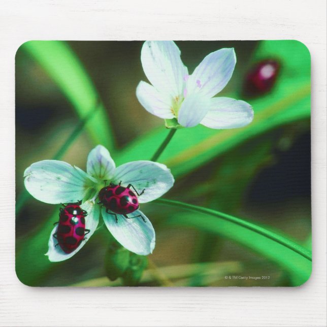 Ladybug Mouse Mat (Front)