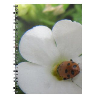 Ladybug Notebook
