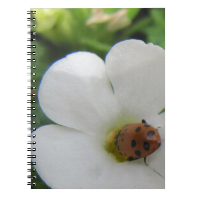 Ladybug Notebook (Front)