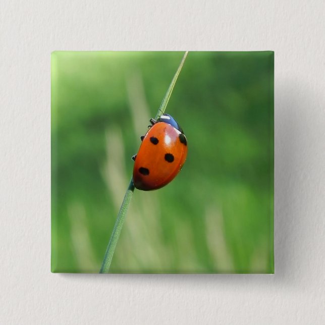 Ladybug on a blade of grass  Button (Front)