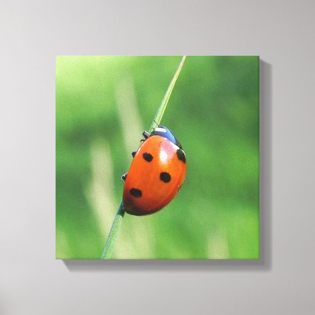 Ladybug on a blade of grass canvas print (Front)