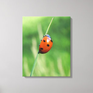 Ladybug on a blade of grass Canvas Print